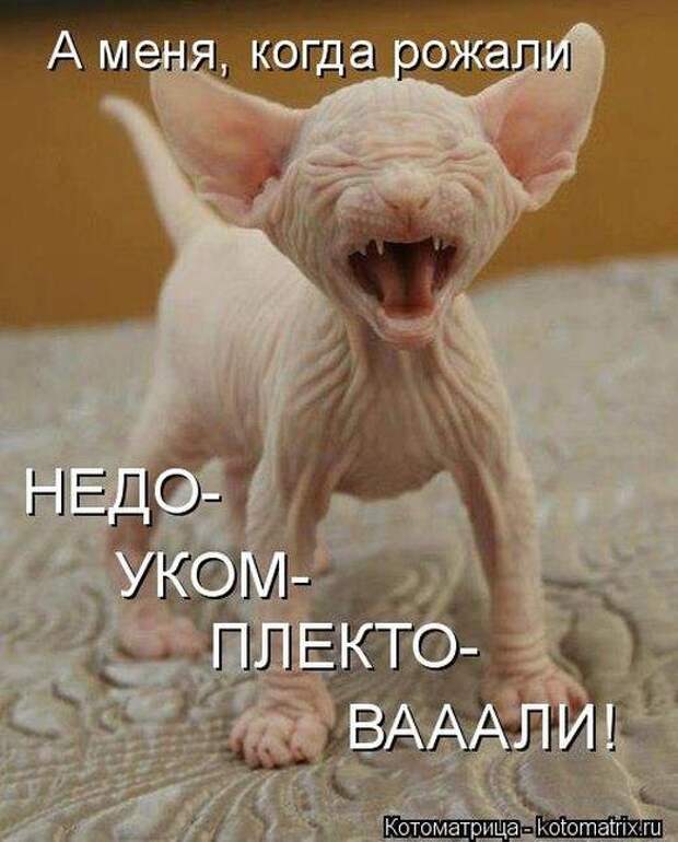 Прикольные котоматрицы Прикольные котоматрицы
