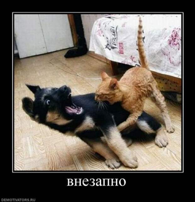 Демотиваторы, много новых и только прикольных.