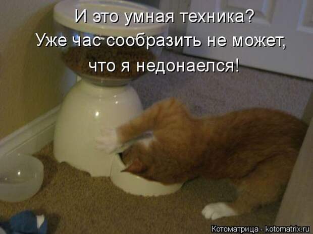 Лучшие котоматрицы недели