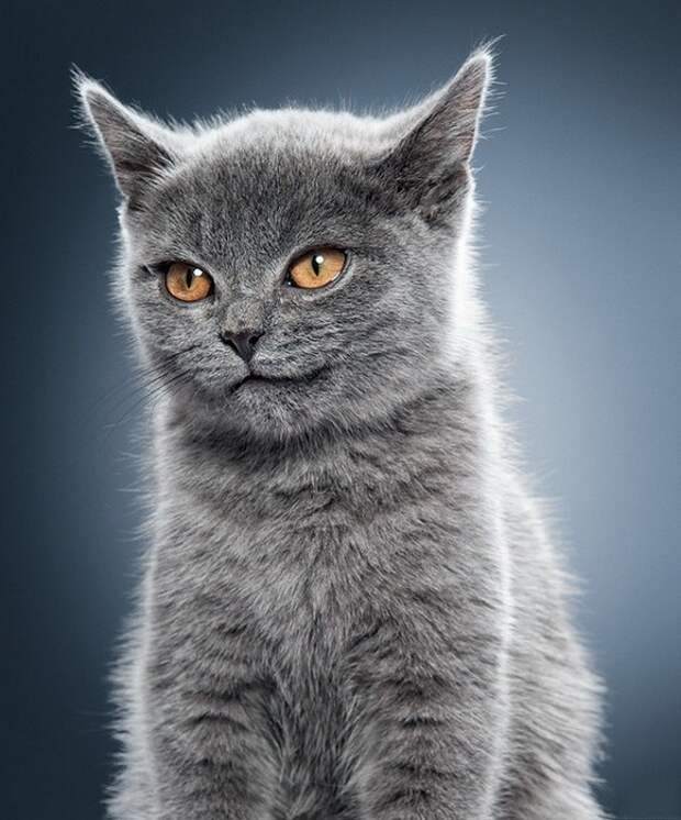 ухмылочка кошачья (581x700, 109Kb)