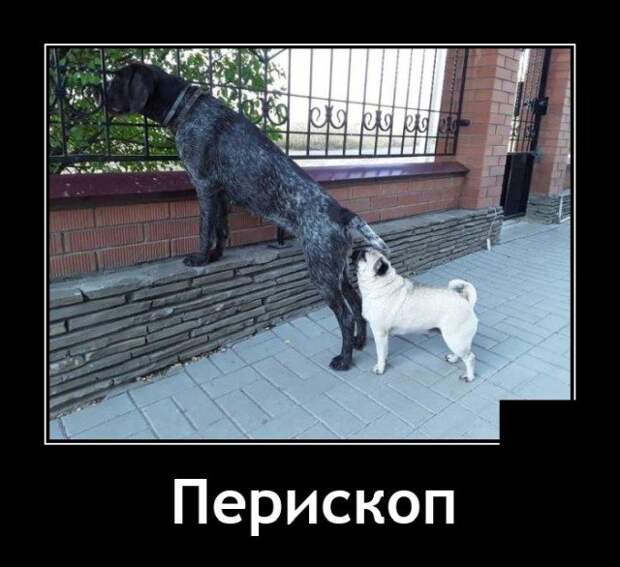 Демотиватор про собак