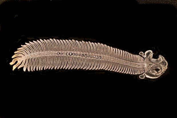 Ленточный червь Paranoplocephala макро, микро, микросъемка, микросъёмка