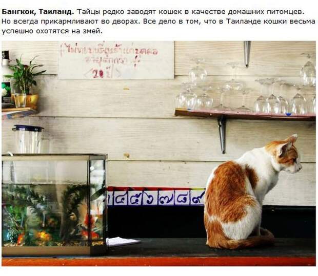 Города котиков (28 фото)
