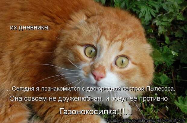 Клёвые отрывные котоматрицы (30 фото)