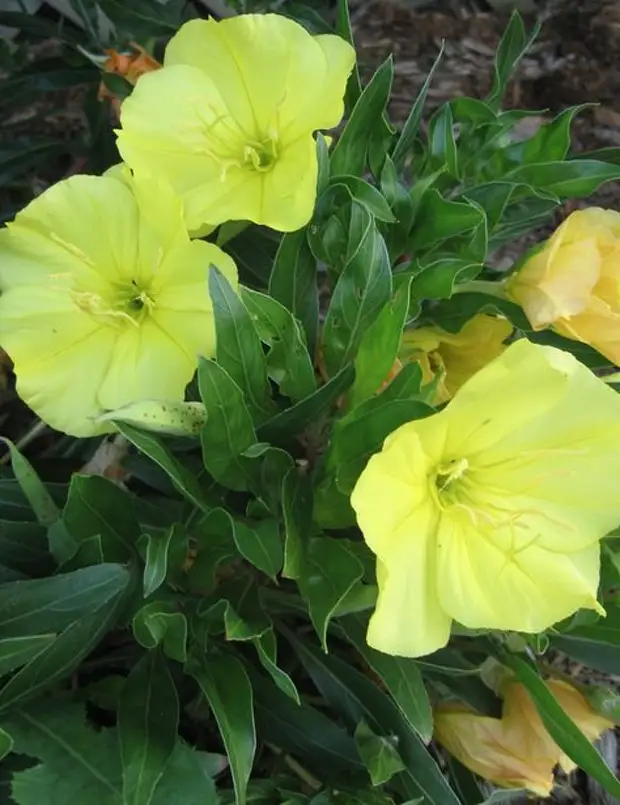 Растения которые распускаются. Желтый цветок цветет ночью. Желтый цветок цветет ночью. Желтый цветок распускается ночью. Цветы которые распускаются ночью жёлтые.