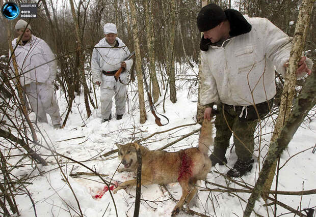 Охота на волков под Чернобылем
