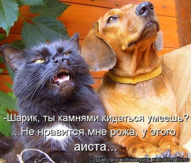 Сборник весёлых котоматриц (35 шт)