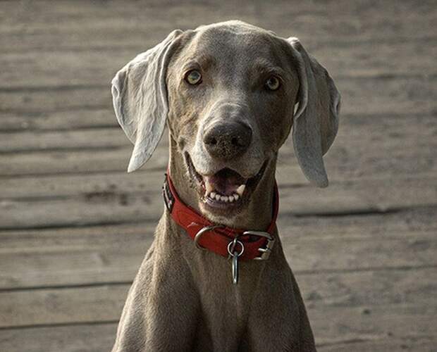 Веймаранер, или веймарская легавая (нем. Weimaraner)