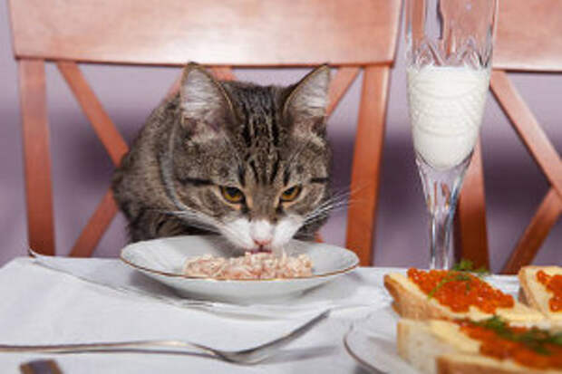 О вредной домашней еде для кошки