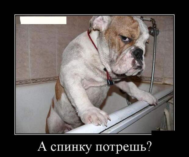 Демотиваторы (30 фото)