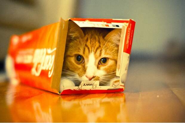 На самом деле, коробки и другие укромные уголки жизненно необходимы для кошек, выяснила этолог Клаудия Винк из университета Утрехта в Нидерландах
