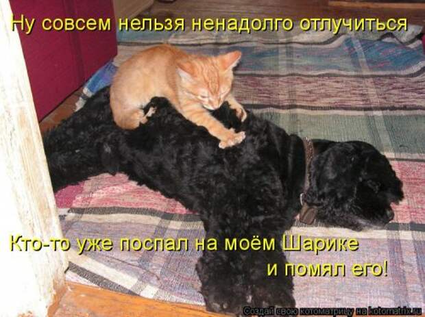 Котоматрица для хорошего настроения (35 фото)