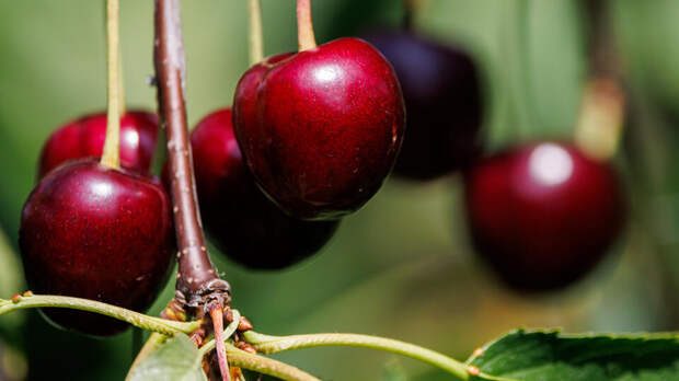 Гуцул: ягоды и фрукты из Гагаузии можно будет купить в России