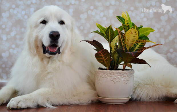 52 Snapshots of Life: Earth - Great Pyrenees