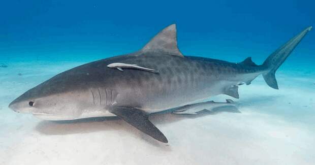 remora5