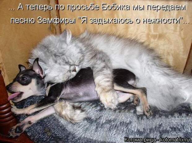 Котоматрицы(картинки с надписями)