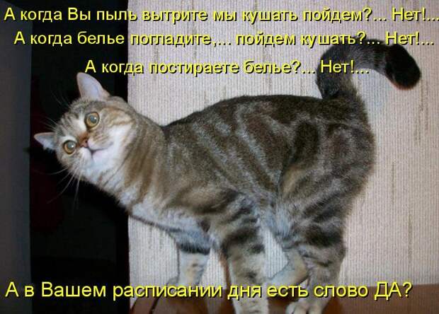 Котоматрица (81 фото)