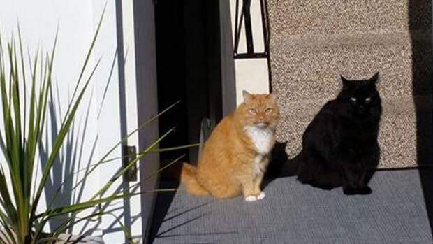 Фотография кота и его "живой" тени поразила пользователей Сети