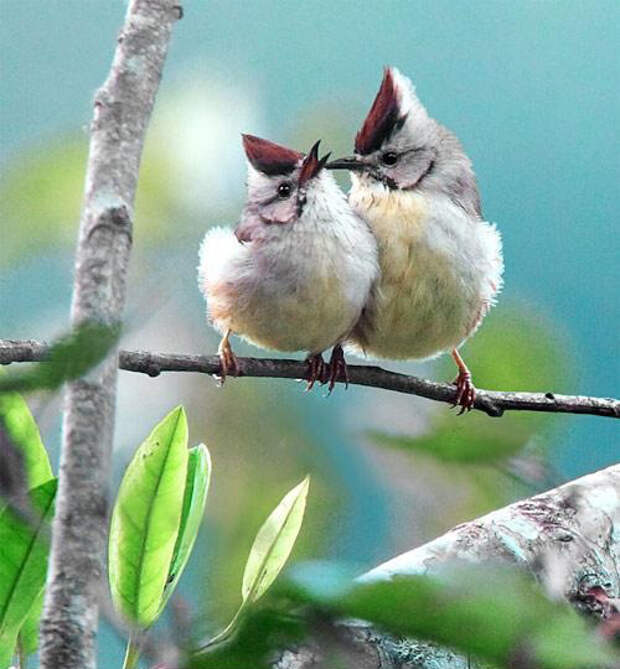 Захватывающие фотографии птиц Jihn&Fish (10)