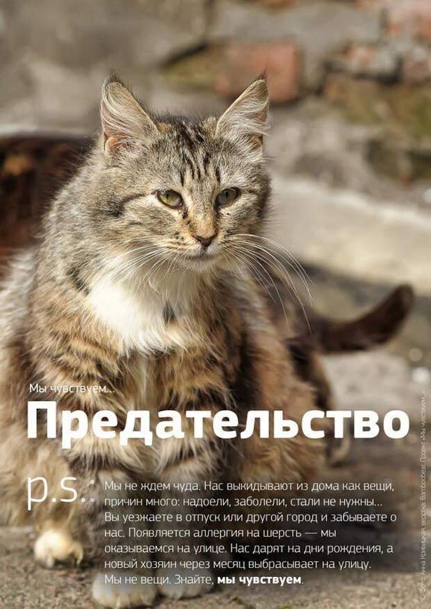 Мы чувствуем, душераздирающий проект о бездомных животных