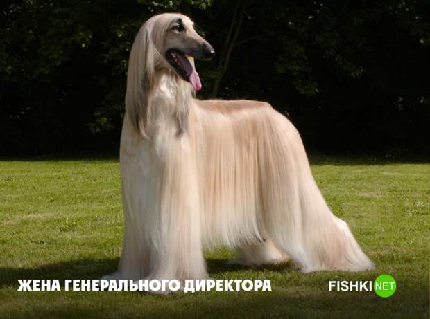 Она почти что тоже генеральный животные, юмор