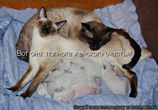 Котоматрица
