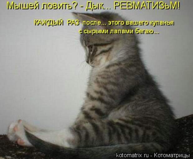 Котоматрица на Бугаге (34 фото)