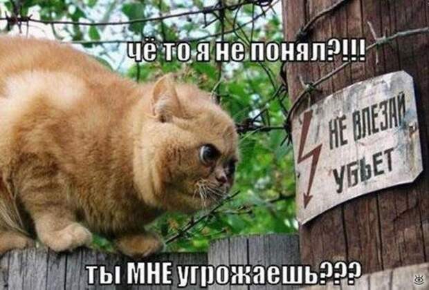 Забавные и жизнерадостные звери 18