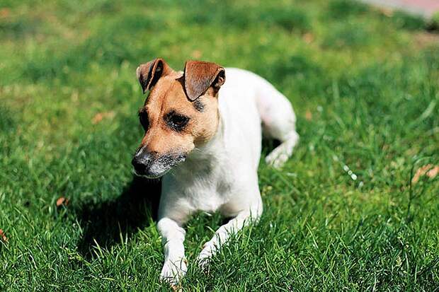 AggressiveDogs03 AggressiveDogs03 10 самых агрессивных пород собак