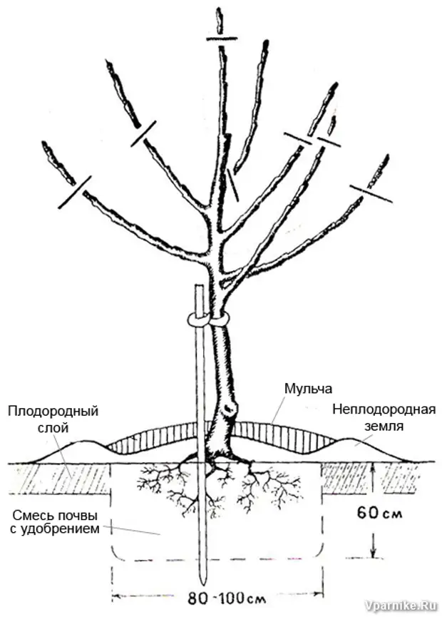 Схема плодовых деревьев. Схема посадки саженца яблони. Схема посадки саженцев плодовых деревьев. Посадка яблони весной саженцами. Схема посадки саженца яблони весной.