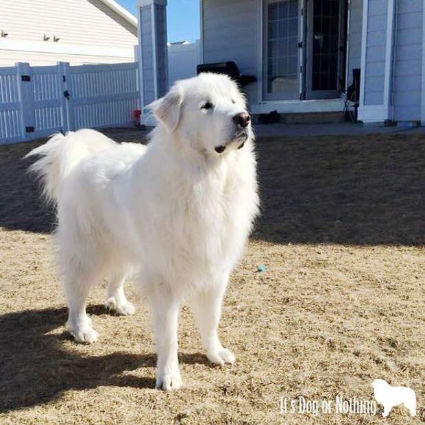 Great Pyrenees