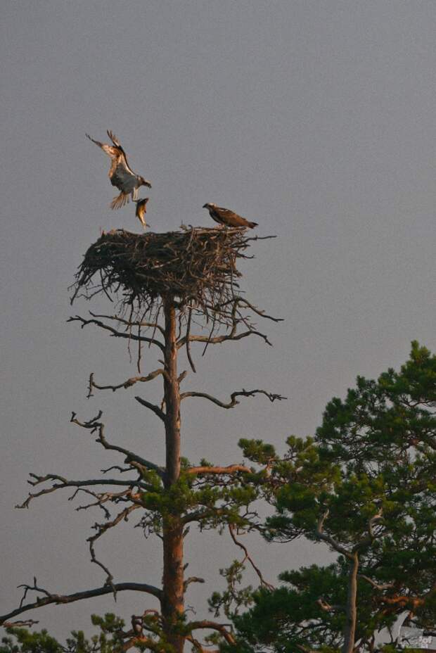 0284 Лучшие фотографии России 2011. Номинация “Природа”
