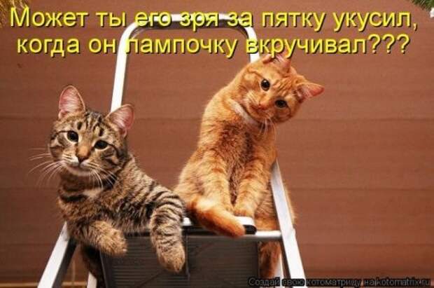Кошачий фотопост! Кошачий фотопост! коты, юмор