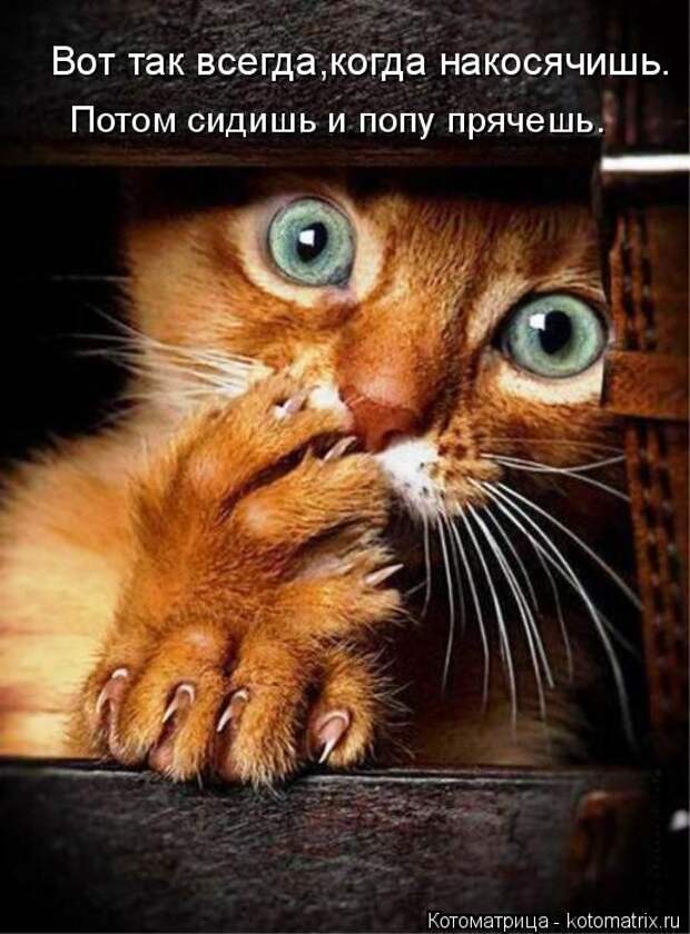 Лучшие котоматрицы недели (50 фото)