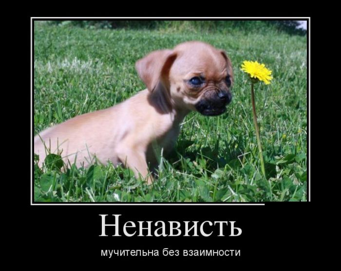 Демотиваторы (30 фото)