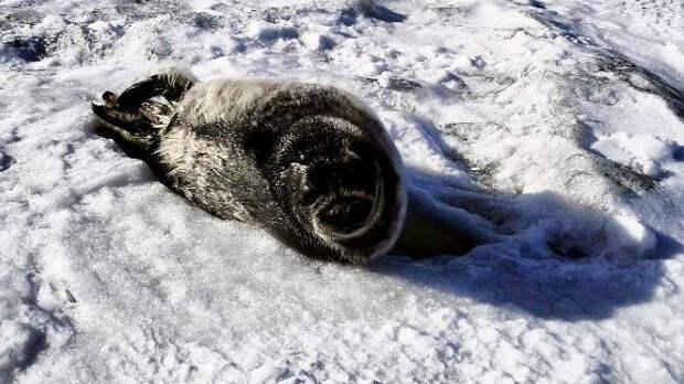В Росприроднадзоре попросили не трогать нерпят на льду