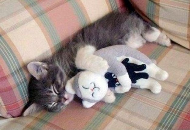10. Замечательная рекурсия: кот обнимает кота, обнимающего кота. 10. Замечательная рекурсия: кот обнимает кота, обнимающего кота. животные, коты, позитив, фото