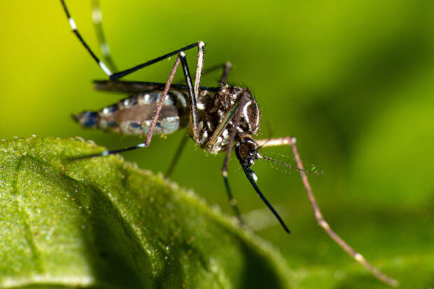 Биолог Гордеев: если будет большой паводок, нашествия комаров не избежать