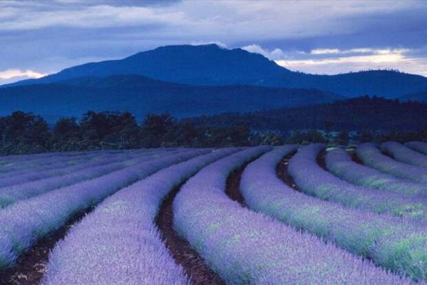 Лавандовые поля под голубым небом Франции. Лавандовые поля под голубым небом Франции.