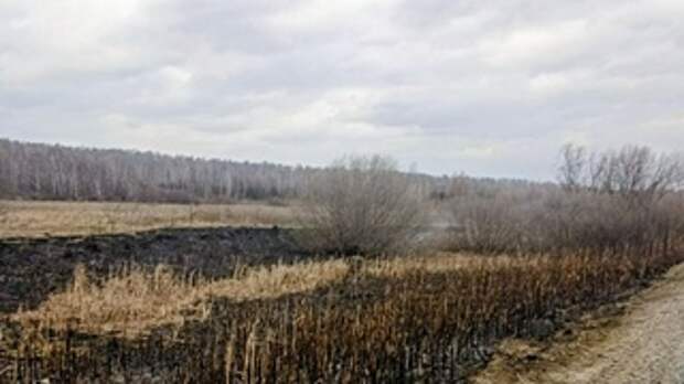 Возгорание травы в Залесовском районе / Фото: t.me/aleksandr_plasteev