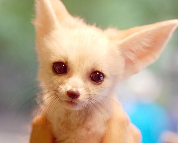 Фенек. Фото / fennec fox photo