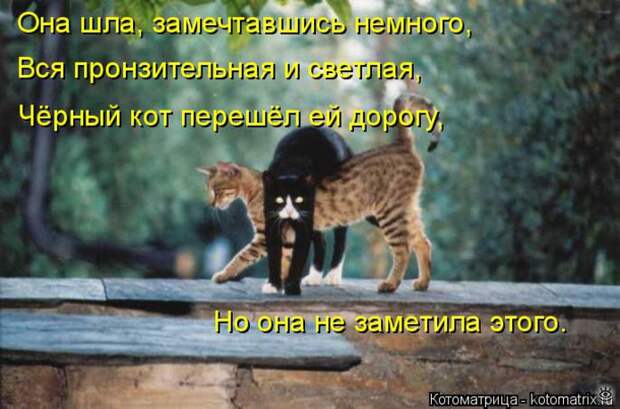 Чудная котоматрица 31