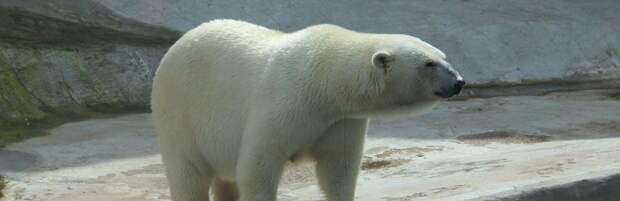 Смерть белого медведя Тома прокомментировали в зоопарке Алматы