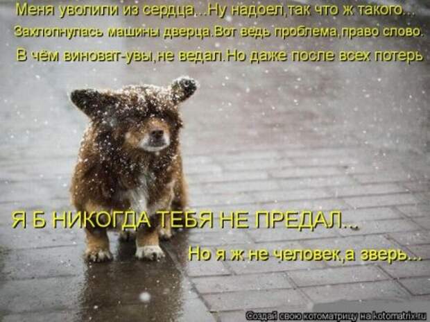 Котоматрицы