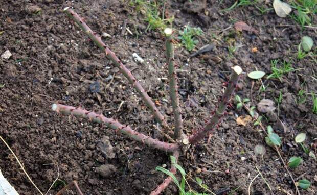 Подготавливаем розы к зиме