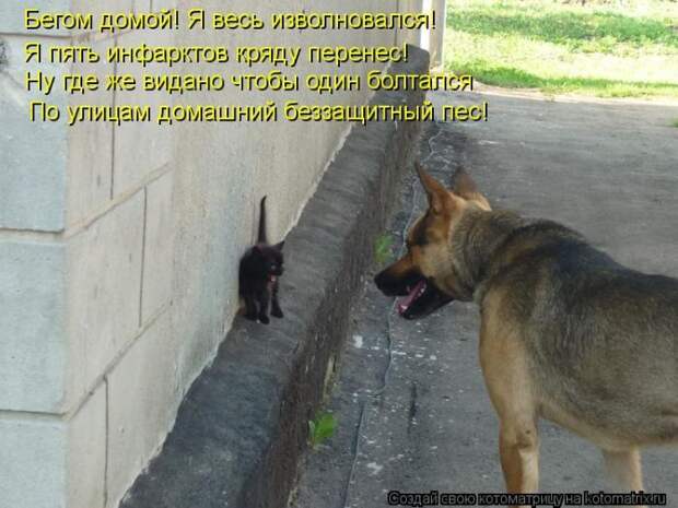 Котоматрица №36