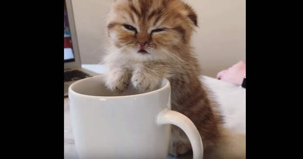 Картинки по запросу сонный котенок с кофе