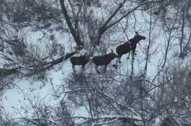 В Тамбовской области во время фотоохоты запечатлели семью лосей