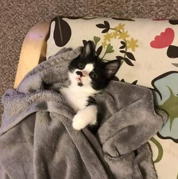 http://goodnewsanimal.ru/_nw/70/29587974.jpg