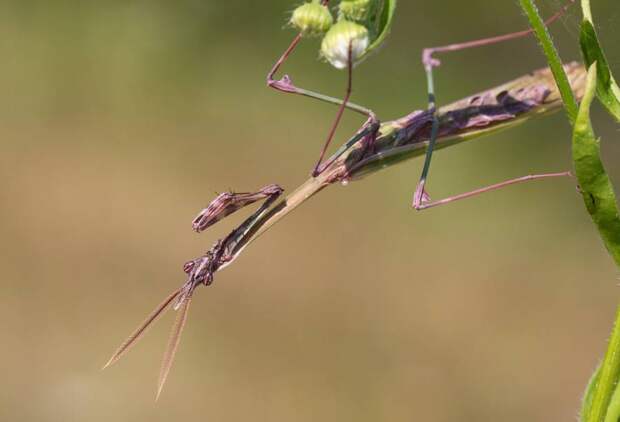 Empusa fasciata  